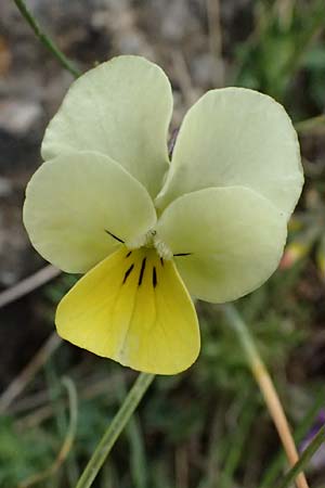 Viola arvensis \ Acker-Stiefmtterchen / Field Pansy, GR Peloponnes, Chelmos 18.5.2024
