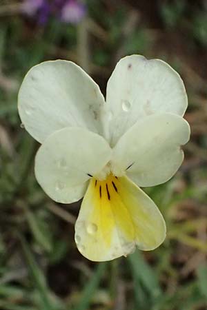 Viola arvensis \ Acker-Stiefmtterchen / Field Pansy, GR Peloponnes, Chelmos 18.5.2024