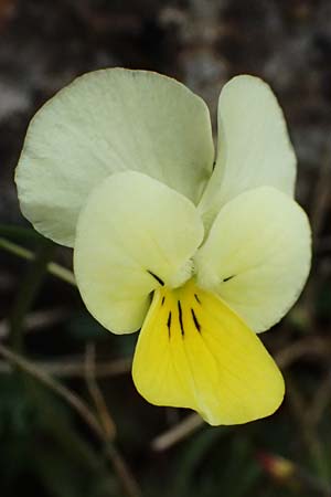 Viola arvensis \ Acker-Stiefmtterchen / Field Pansy, GR Peloponnes, Chelmos 18.5.2024
