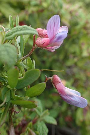 Vicia cretica \ Kretische Wicke, GR Hymettos 20.3.2019