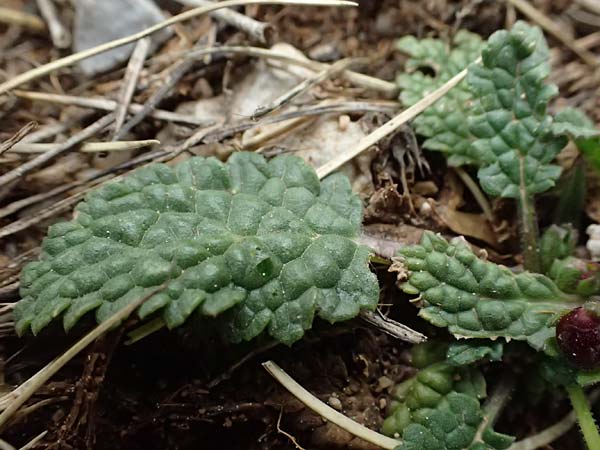 Verbascum acaule \ St&auml;ngellose K�nigskerze / Stemless Mullein, GR Peloponnes, Chelmos 18.5.2024