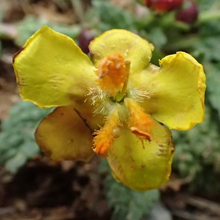 Verbascum acaule \ St&auml;ngellose K�nigskerze / Stemless Mullein, GR Peloponnes, Chelmos 18.5.2024