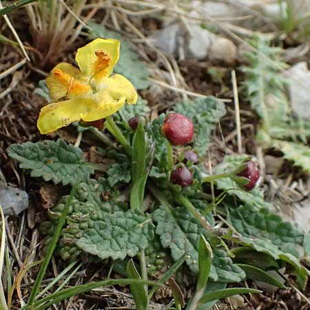 Verbascum acaule \ St&auml;ngellose K�nigskerze / Stemless Mullein, GR Peloponnes, Chelmos 18.5.2024