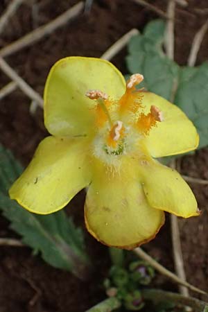 Verbascum acaule \ St&auml;ngellose K�nigskerze / Stemless Mullein, GR Peloponnes, Chelmos 18.5.2024