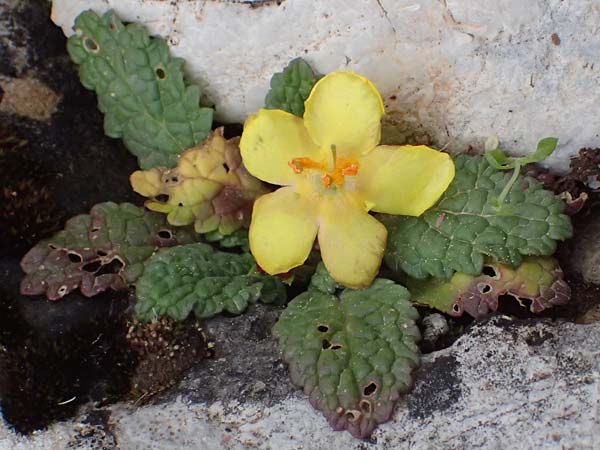 Verbascum acaule \ St&auml;ngellose K�nigskerze / Stemless Mullein, GR Peloponnes, Chelmos 18.5.2024