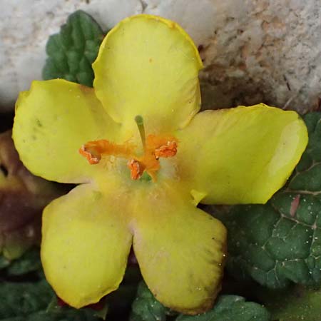 Verbascum acaule \ St&auml;ngellose K�nigskerze / Stemless Mullein, GR Peloponnes, Chelmos 18.5.2024