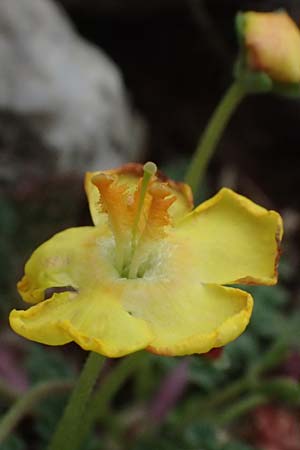 Verbascum acaule \ St&auml;ngellose K�nigskerze / Stemless Mullein, GR Peloponnes, Chelmos 18.5.2024