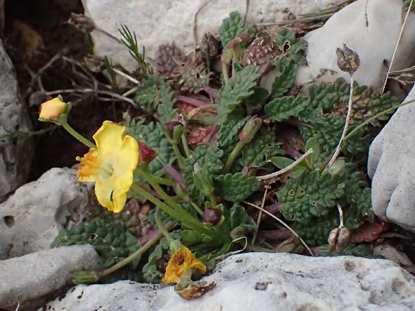 Verbascum acaule \ St&auml;ngellose K�nigskerze / Stemless Mullein, GR Peloponnes, Chelmos 18.5.2024