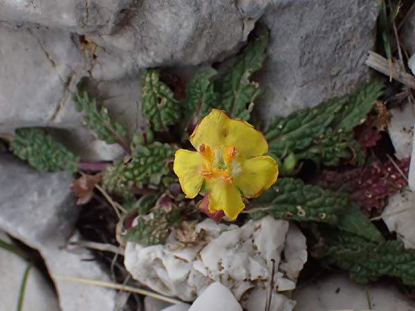 Verbascum acaule \ St&auml;ngellose K�nigskerze / Stemless Mullein, GR Peloponnes, Chelmos 18.5.2024