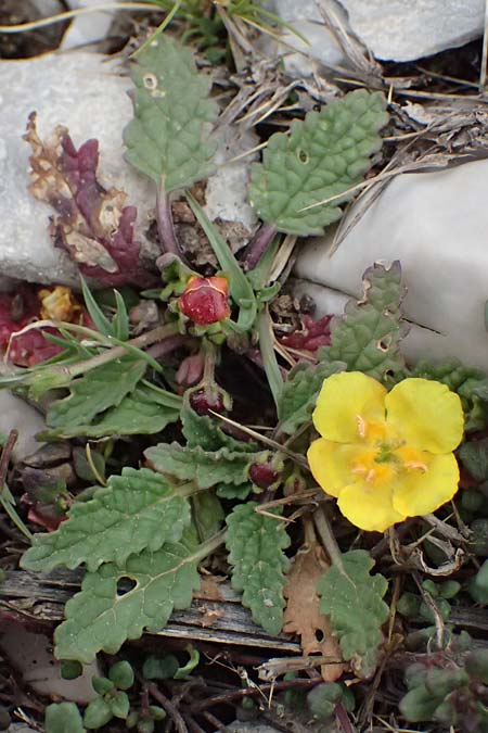 Verbascum acaule \ St&auml;ngellose K�nigskerze / Stemless Mullein, GR Peloponnes, Chelmos 18.5.2024