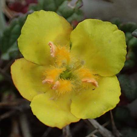 Verbascum acaule \ St&auml;ngellose K�nigskerze / Stemless Mullein, GR Peloponnes, Chelmos 18.5.2024