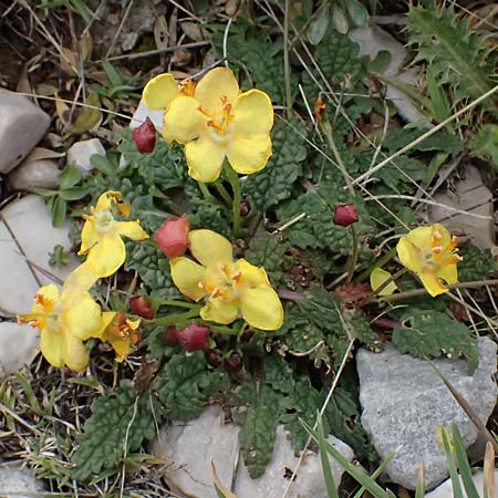 Verbascum acaule \ St&auml;ngellose K�nigskerze / Stemless Mullein, GR Peloponnes, Chelmos 18.5.2024