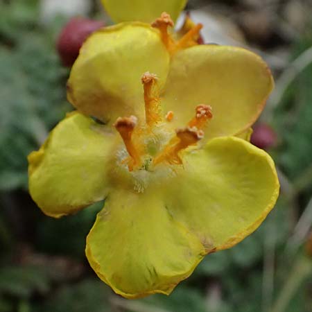 Verbascum acaule \ St&auml;ngellose K�nigskerze / Stemless Mullein, GR Peloponnes, Chelmos 18.5.2024