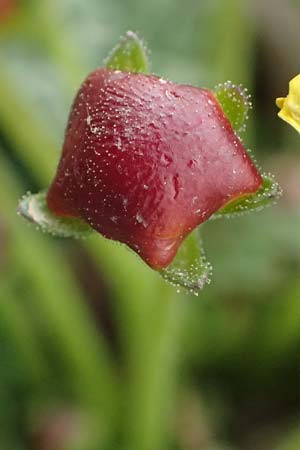 Verbascum acaule \ St&auml;ngellose K�nigskerze / Stemless Mullein, GR Peloponnes, Chelmos 18.5.2024