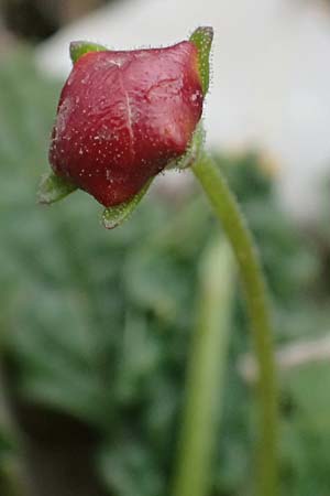 Verbascum acaule \ St&auml;ngellose K�nigskerze / Stemless Mullein, GR Peloponnes, Chelmos 18.5.2024