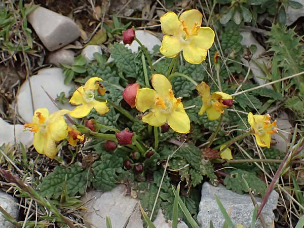 Verbascum acaule \ St&auml;ngellose K�nigskerze / Stemless Mullein, GR Peloponnes, Chelmos 18.5.2024