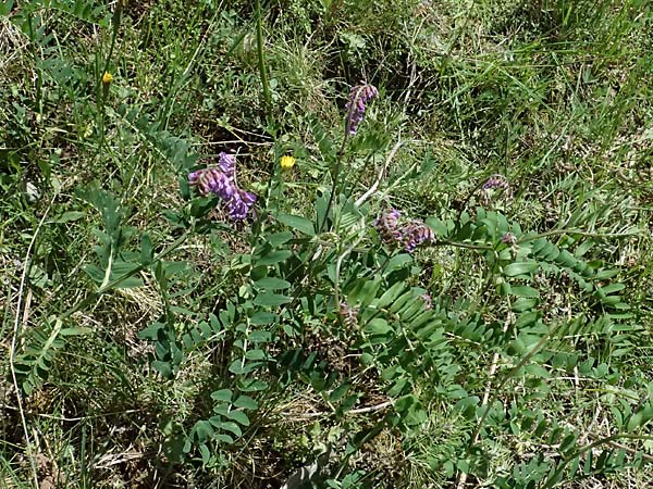 Vicia cracca \ Vogel-Wicke / Tufted Vetch, GR Peloponnes, Saitas 19.5.2024