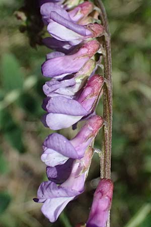 Vicia cracca \ Vogel-Wicke / Tufted Vetch, GR Peloponnes, Saitas 19.5.2024
