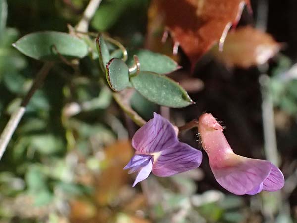 Vicia cretica \ Kretische Wicke / Cretan Vetch, GR Hymettos 18.4.2026