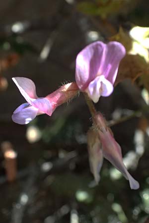 Vicia cretica \ Kretische Wicke / Cretan Vetch, GR Hymettos 18.4.2026