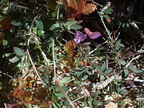 Vicia cretica \ Kretische Wicke / Cretan Vetch, GR Hymettos 18.4.2026
