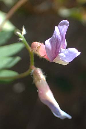 Vicia cretica \ Kretische Wicke / Cretan Vetch, GR Hymettos 18.4.2026