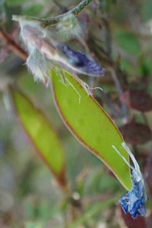 Vicia cretica \ Kretische Wicke / Cretan Vetch, GR Hymettos 18.4.2026