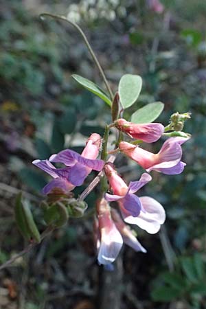 Vicia cretica \ Kretische Wicke / Cretan Vetch, GR Hymettos 18.4.2026