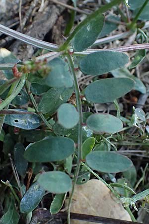 Vicia cretica \ Kretische Wicke / Cretan Vetch, GR Hymettos 18.4.2026