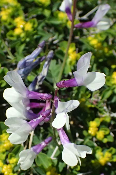 Vicia cretica \ Kretische Wicke / Cretan Vetch, GR Hymettos 20.4.2026