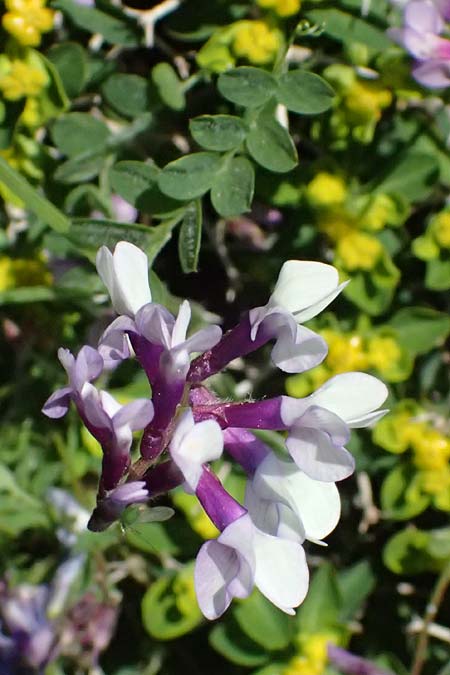 Vicia cretica \ Kretische Wicke / Cretan Vetch, GR Hymettos 20.4.2026