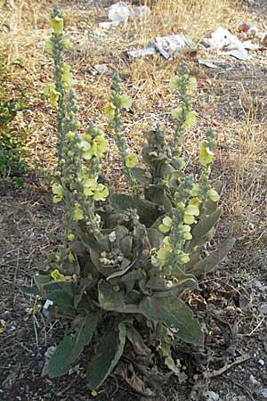 Verbascum pulverulentum \ Flockige Knigskerze / Hoary Mullein, GR Joannina 25.8.2007
