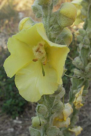 Verbascum pulverulentum \ Flockige Knigskerze / Hoary Mullein, GR Joannina 25.8.2007