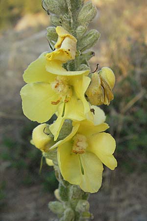 Verbascum pulverulentum \ Flockige Knigskerze / Hoary Mullein, GR Joannina 25.8.2007