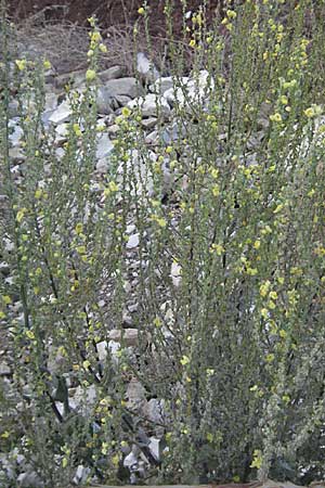 Verbascum lychnitis \ Mehlige Knigskerze / White Mullein, GR Joannina 25.8.2007