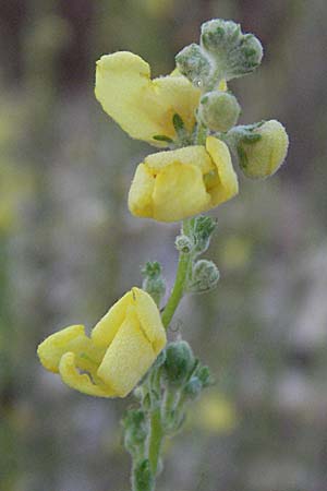 Verbascum lychnitis \ Mehlige Knigskerze / White Mullein, GR Joannina 25.8.2007