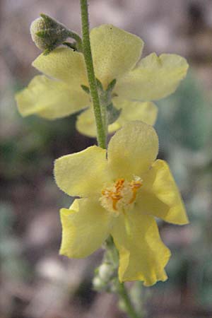 Verbascum lychnitis \ Mehlige Knigskerze / White Mullein, GR Joannina 25.8.2007