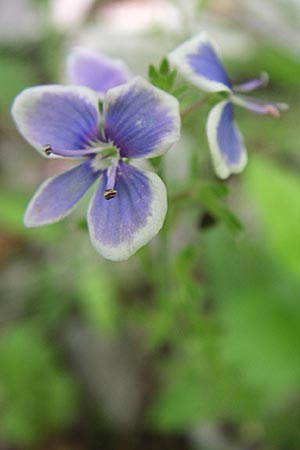 Veronica chamaedrys subsp. chamaedryoides \ Gamander&auml;hnlicher Ehrenpreis / Germander-Like Speedwell, GR Zagoria, Vikos - Schlucht / Gorge 15.5.2008