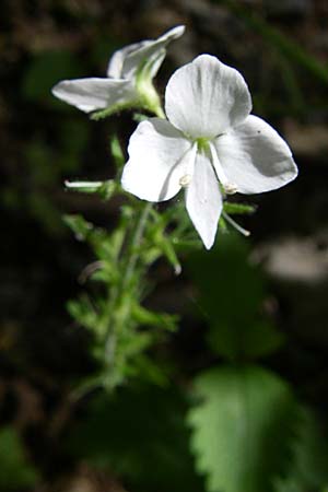 Veronica chamaedrys subsp. chamaedryoides \ Gamander&auml;hnlicher Ehrenpreis / Germander-Like Speedwell, GR Aoos - Schlucht / Gorge 16.5.2008