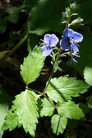 Veronica chamaedrys subsp. chamaedryoides \ Gamander&auml;hnlicher Ehrenpreis / Germander-Like Speedwell, GR Aoos - Schlucht / Gorge 16.5.2008