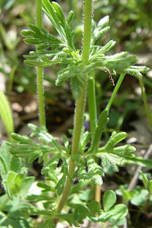 Veronica austriaca subsp. jacquinii \ Jacquins Ehrenpreis / Jacquin's Speedwell, GR Zagoria, Mikro Papingko 17.5.2008