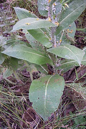 Verbascum pulverulentum \ Flockige Knigskerze / Hoary Mullein, GR Zagoria, Mikro Papingko 17.5.2008