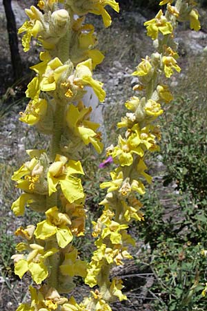 Verbascum undulatum \ Feinwellige K�nigskerze / Wavy-Leaf Mullein, GR Parnitha 22.5.2008
