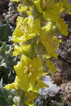 Verbascum undulatum \ Feinwellige K�nigskerze / Wavy-Leaf Mullein, GR Parnitha 22.5.2008