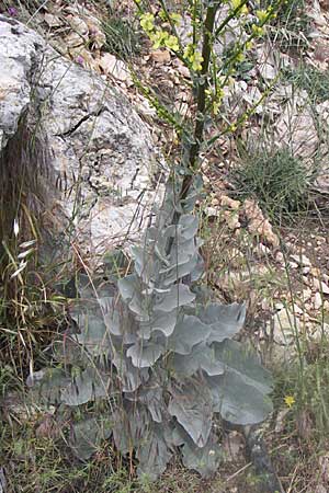 Verbascum speciosum \ Pracht-Knigskerze / Hungarian Mullein, GR Parnitha 22.5.2008