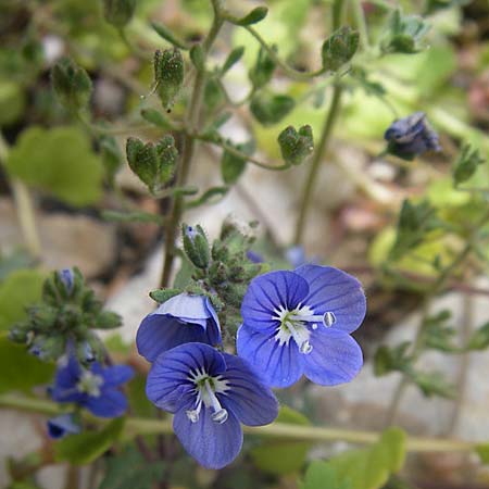 Veronica glauca \ Blaugr&uuml;ner Ehrenpreis / Glaucous Speedwell, GR Parnitha 22.5.2008