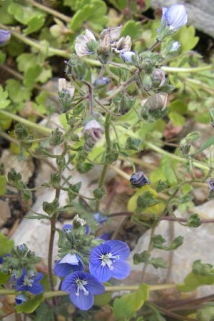 Veronica glauca \ Blaugr&uuml;ner Ehrenpreis / Glaucous Speedwell, GR Parnitha 22.5.2008