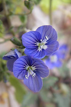 Veronica glauca \ Blaugr&uuml;ner Ehrenpreis / Glaucous Speedwell, GR Parnitha 22.5.2008