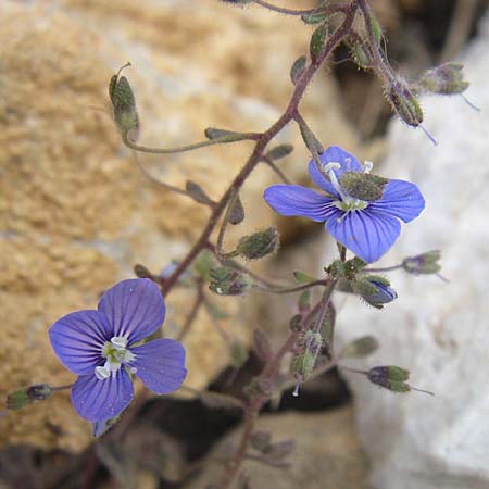 Veronica glauca \ Blaugr&uuml;ner Ehrenpreis / Glaucous Speedwell, GR Parnitha 22.5.2008