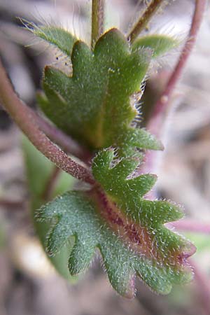 Veronica glauca \ Blaugr&uuml;ner Ehrenpreis / Glaucous Speedwell, GR Parnitha 22.5.2008